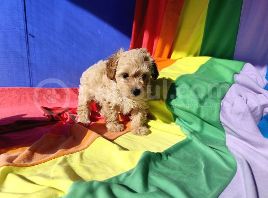 İnanilmaz Kali̇te Toy Poodle Yavrular Burada görsel