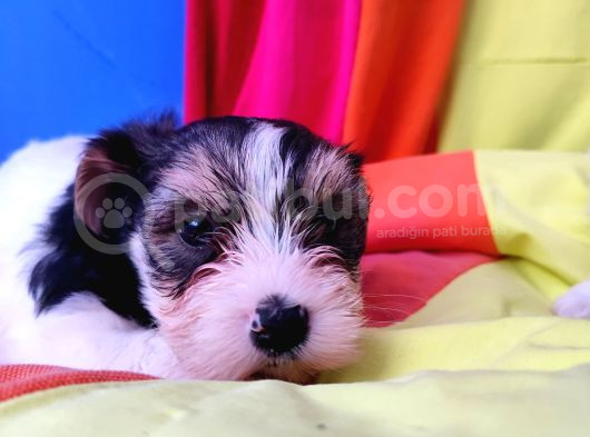 Gerçek Ve Orji̇nal Morki̇e Yavrular Burada