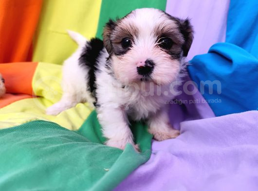 Gerçek Ve Orji̇nal Morki̇e Yavrular Burada görsel