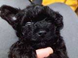 Black Tea cup poodle 55 günlük