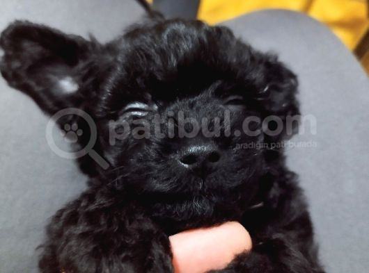 Black Tea Cup Poodle 55 Günlük