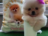 Efsane Mikro Teacup Kızımız