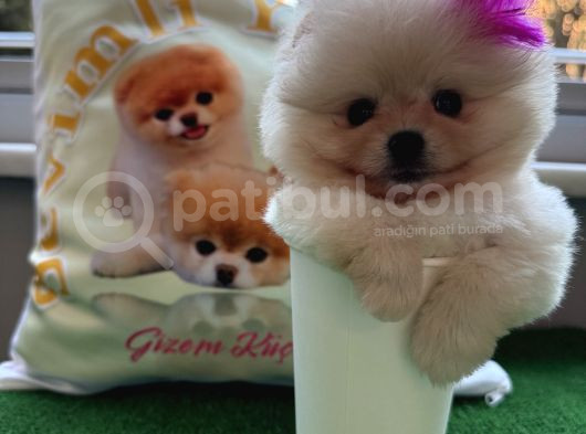 Efsane Mikro Teacup Kızımız görsel
