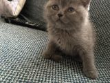 British Shorthair Evimin Yaramaz Yavruları