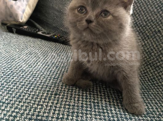 British Shorthair Evimin Yaramaz Yavruları