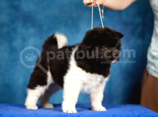 Amerikan Akita Son Bir Erkek
