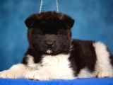 Amerikan Akita Son Bir Erkek