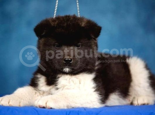 Amerikan Akita Son Bir Erkek görsel