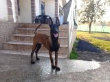 5 AYLIK üST DÜZEY  SAF KAN MALINOIS DISI YAVRUM