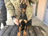 Son 1 Adet Doberman Yavrumuz Uygun 3 Aylık Tekirdağ