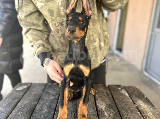Son 1 Adet Doberman Yavrumuz Uygun 3 Aylık Tekirdağ