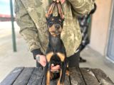 Son 1 Adet Doberman Yavrumuz Uygun 3 Aylık Tekirdağ