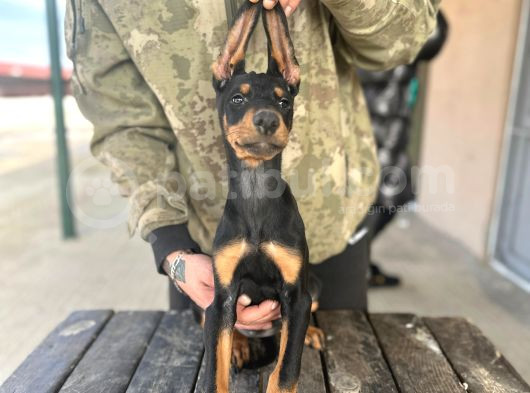 Son 1 Adet Doberman Yavrumuz Uygun 3 Aylık Tekirdağ görsel