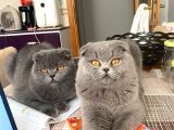 8 Aylik Scottish Fold Yavrularimiz