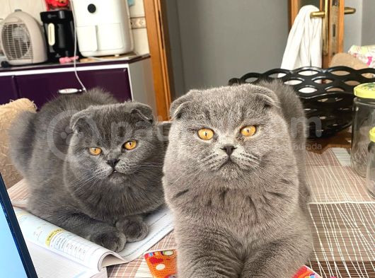 8 Aylik Scottish Fold Yavrularimiz görsel