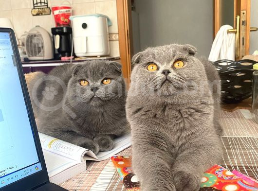 8 Aylik Scottish Fold Yavrularimiz görsel