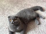 8 Aylik Scottish Fold Yavrularimiz