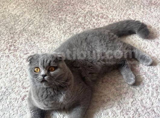 8 Aylik Scottish Fold Yavrularimiz görsel