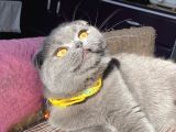 8 Aylik Scottish Fold Yavrularimiz