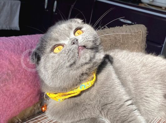 8 Aylik Scottish Fold Yavrularimiz