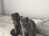8 Aylik Scottish Fold Yavrularimiz