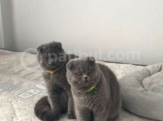 8 Aylik Scottish Fold Yavrularimiz görsel