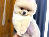 Harika teddy bear kızmız