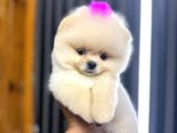 Harika Teddy Bear Kızmız