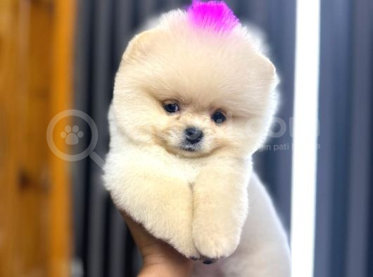 Harika Teddy Bear Kızmız görsel