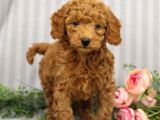 Kıpkırmızı Red tooy poodle sevimli yavrular