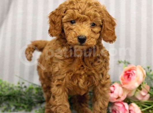 Kıpkırmızı Red tooy poodle sevimli yavrular