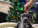 Blue Cane Corso Di̇şi̇ Yavrusu