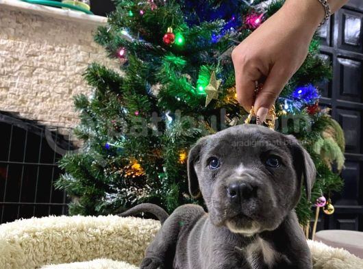 Blue Cane Corso Di̇şi̇ Yavrusu görsel