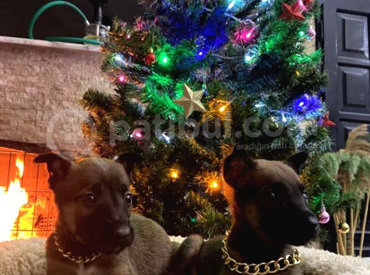 Özel Polis Köpeği Belçika Kurdu Yavruları