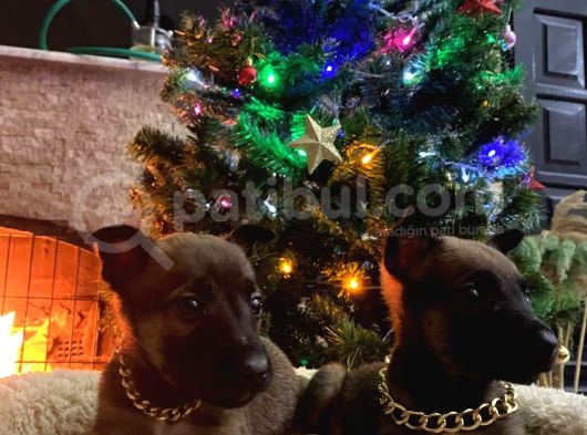 Özel Polis Köpeği Belçika Kurdu Yavruları görsel