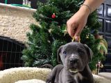 BLUE CANE CORSO DİŞİ YAVRUSU