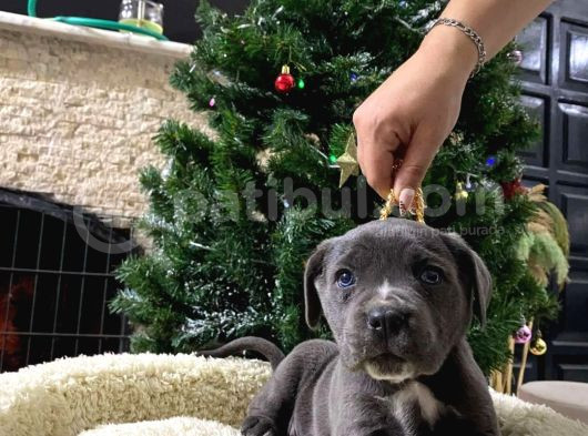 Blue Cane Corso Di̇şi̇ Yavrusu