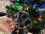 Blue Cane Corso Di̇şi̇ Yavrusu