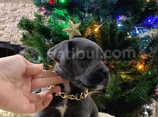 Blue Cane Corso Di̇şi̇ Yavrusu görsel