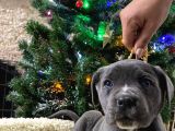 Blue Cane Corso Di̇şi̇ Yavrusu