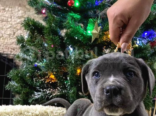 Blue Cane Corso Di̇şi̇ Yavrusu görsel