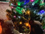 Özel Polis Köpeği Belçika Kurdu Yavruları