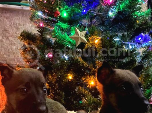 Özel Polis Köpeği Belçika Kurdu Yavruları görsel