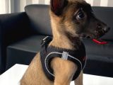 K9 Köpek Irkı Belçika Malinois Kurdu