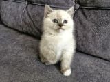 Çift Renk Bebek