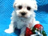 Maltesse terrier cinsi mini Boy Puppy Kar beyaz