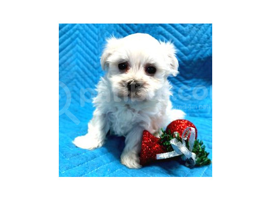 Maltesse Terrier Cinsi Mini Boy Puppy Kar Beyaz