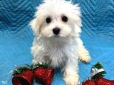 Maltesse Terrier Cinsi Mini Boy Puppy Kar Beyaz