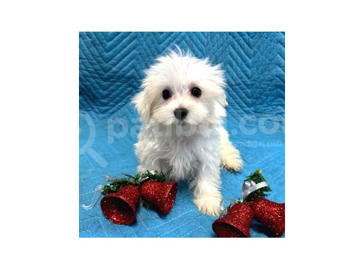 Maltesse Terrier Cinsi Mini Boy Puppy Kar Beyaz görsel