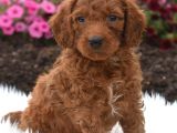 Kıpkırmızı Red Tooy Poodle Sevimli Yavrular